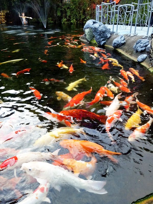 Koi fish Pond at Fantasea